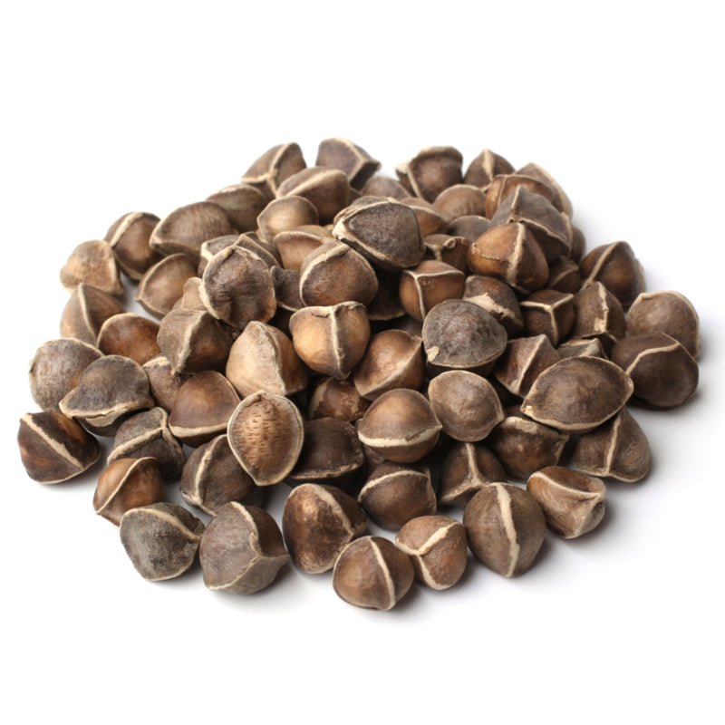 Moringa Seeds